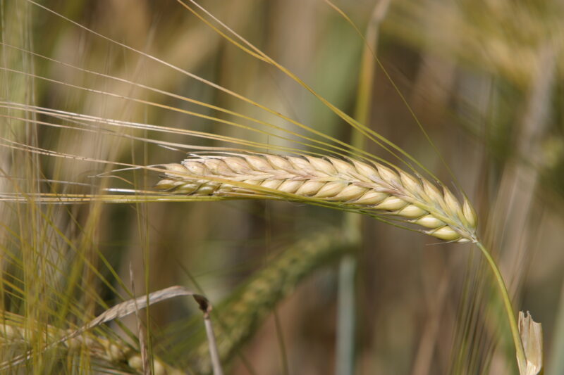 Wheat Ready to Harvest — Closeup of ripe heads of wheat, ready for harvesting — Wheat, food, grains, harvest, harvesting