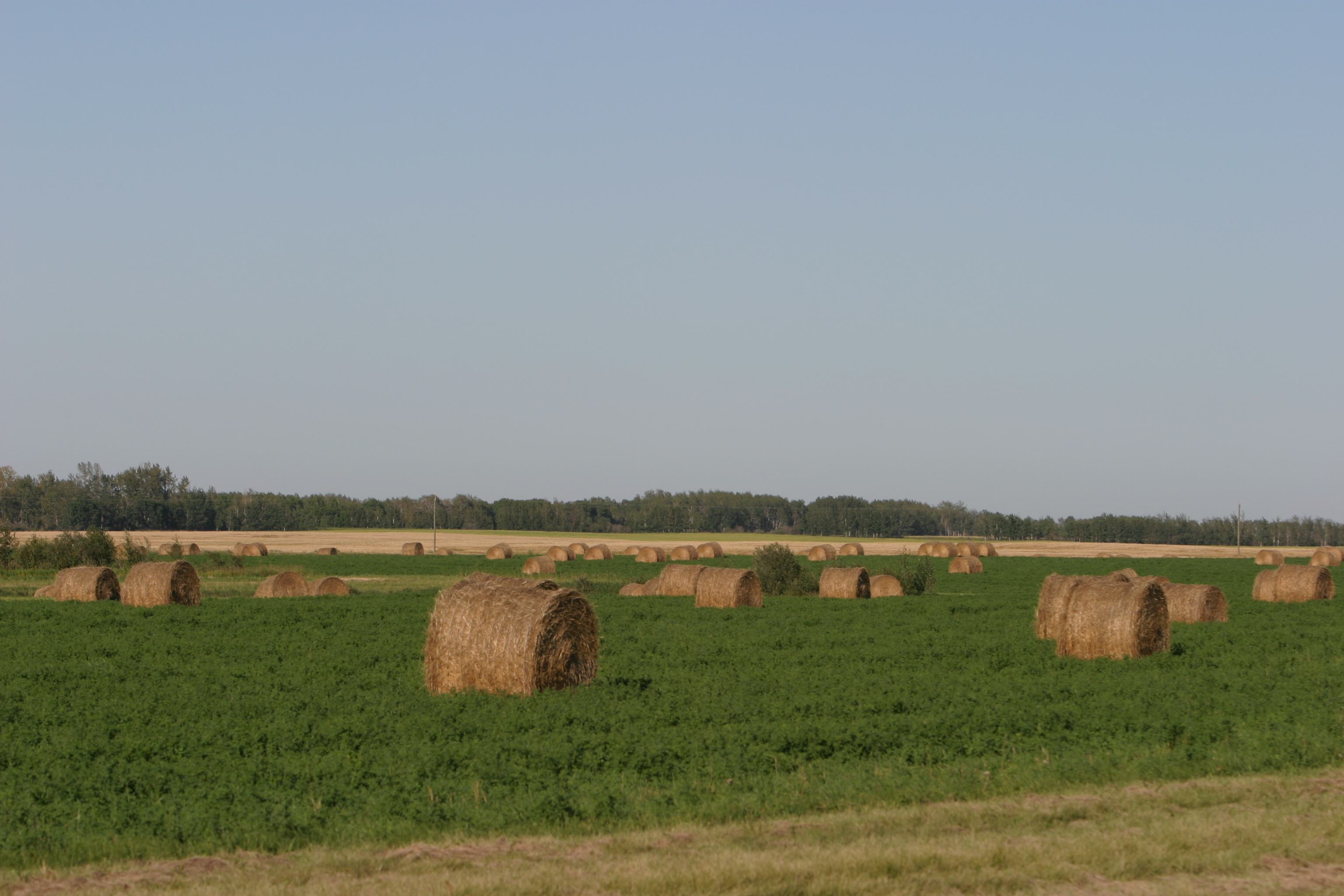 Bales of Hay in Canada