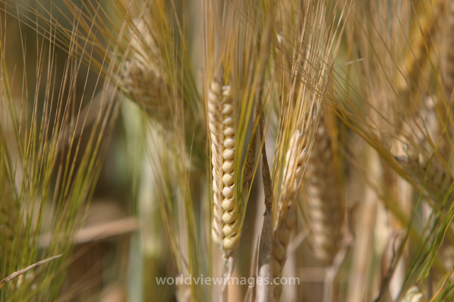 Wheat Ready to Harvest