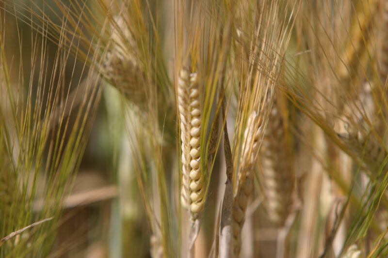 Wheat Ready to Harvest — Closeup of ripe heads of wheat, ready for harvesting — Wheat, food, grains, harvest, harvesting