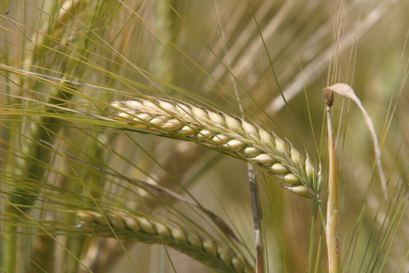 Wheat Ready to Harvest — Closeup of ripe heads of wheat, ready for harvesting — Wheat, food, grains, harvest, harvesting