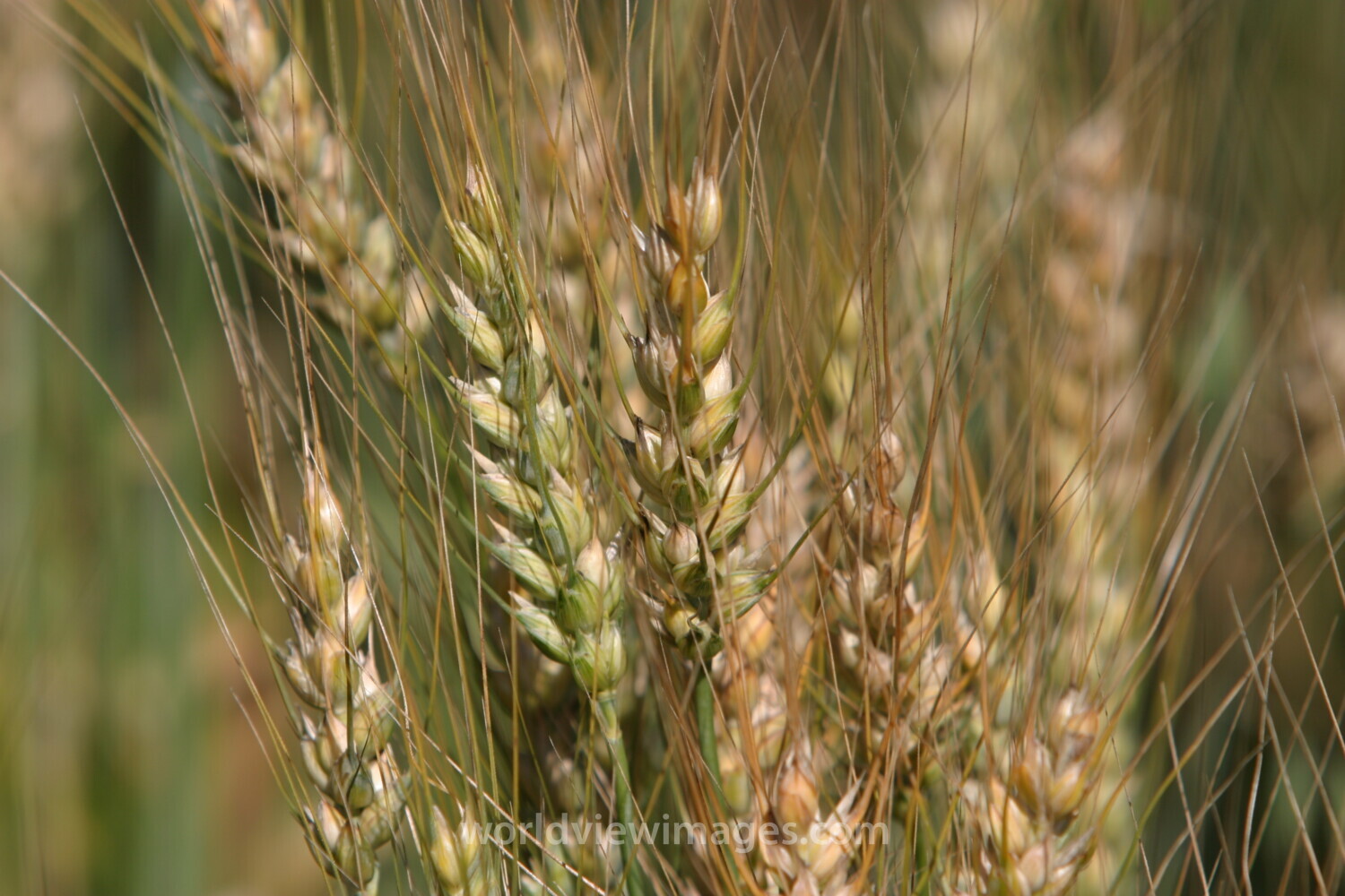 Wheat Ready to Harvest