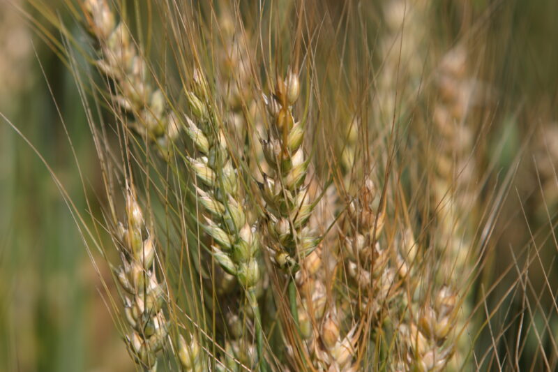 Wheat Ready to Harvest — Closeup of ripe heads of wheat, ready for harvesting — Wheat, food, grains, harvest, harvesting