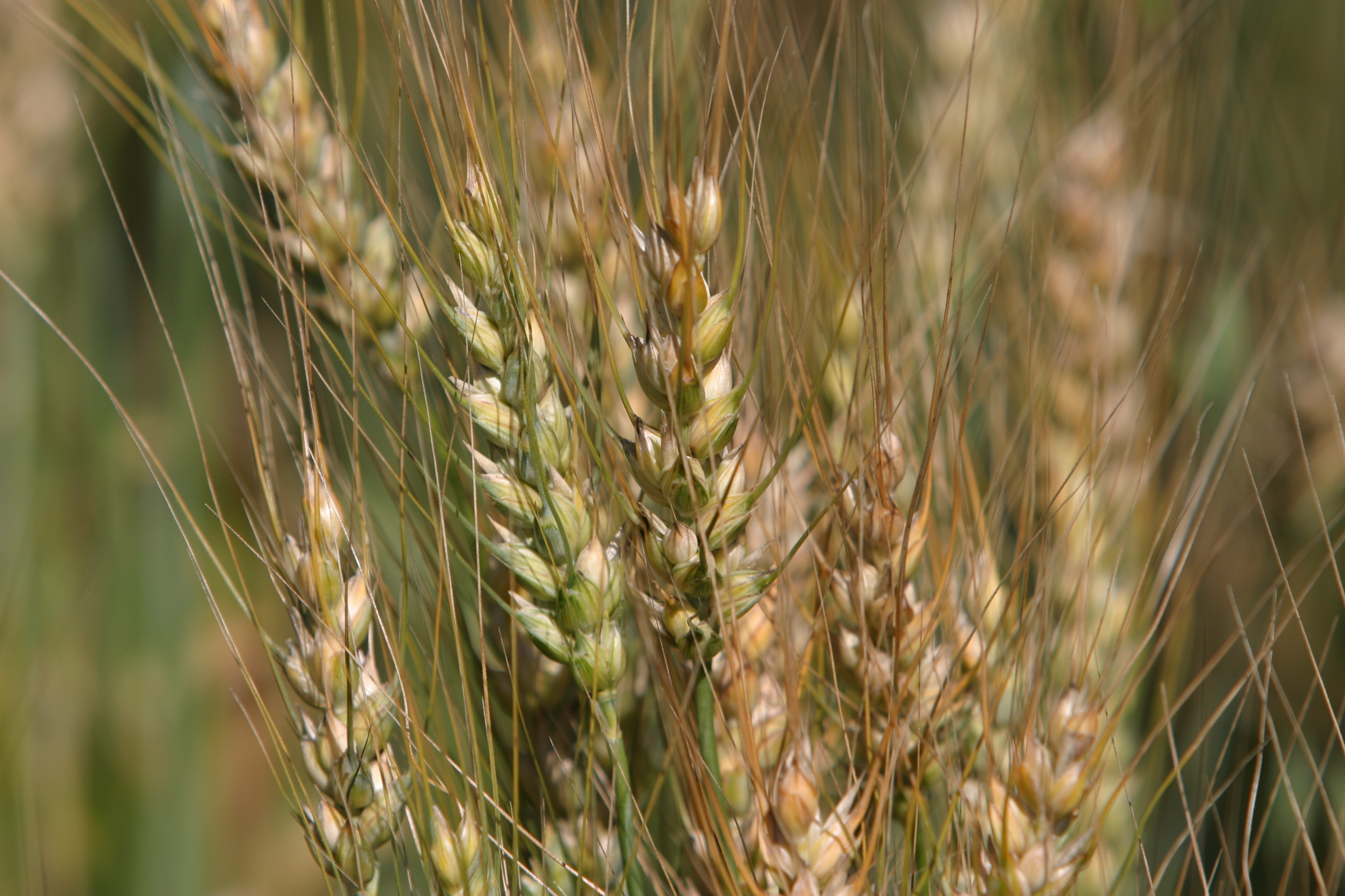 Wheat Ready to Harvest