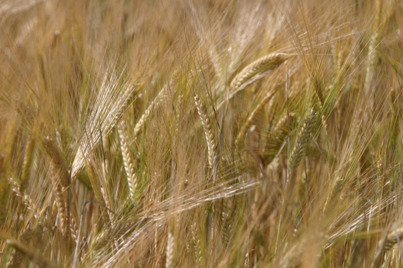 Wheat Ready to Harvest — Closeup of ripe heads of wheat, ready for harvesting — Wheat, food, grains, harvest, harvesting