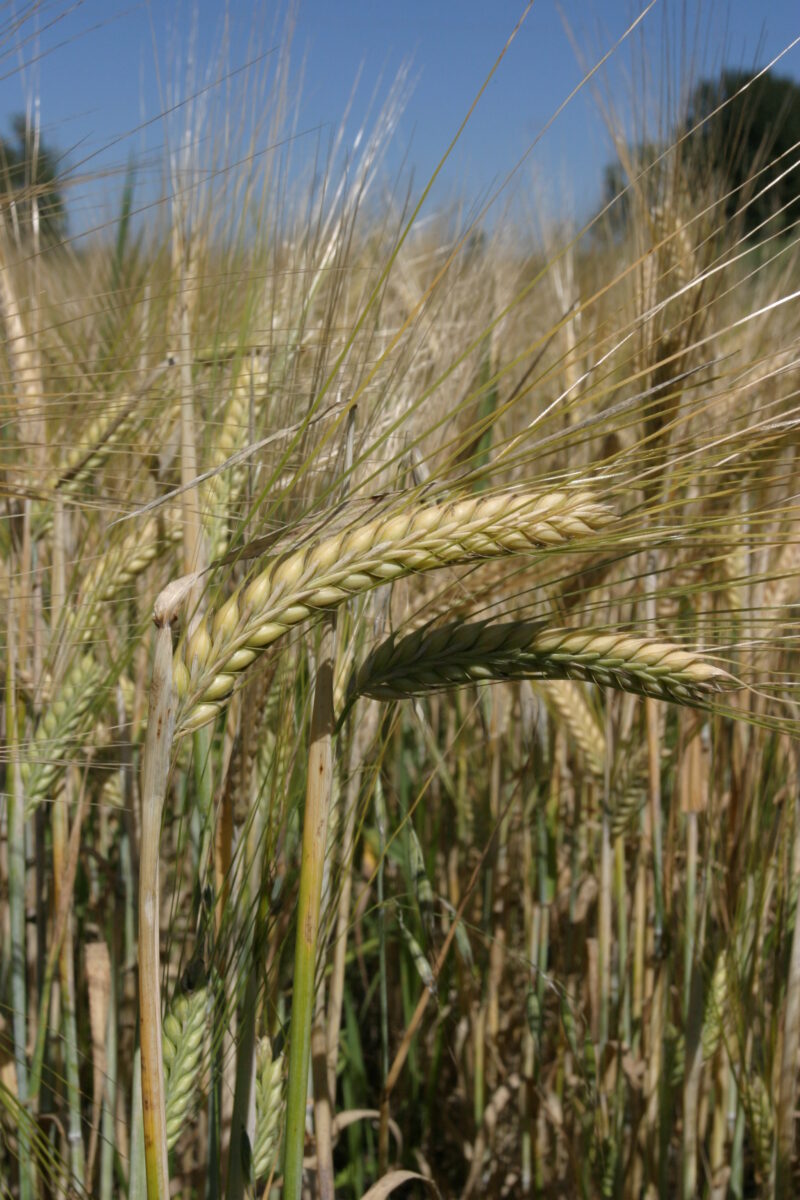 Wheat Ready to harvest — Closeup of ripe heads of wheat, ready for harvesting — Wheat, food, grains, harvest, harvesting