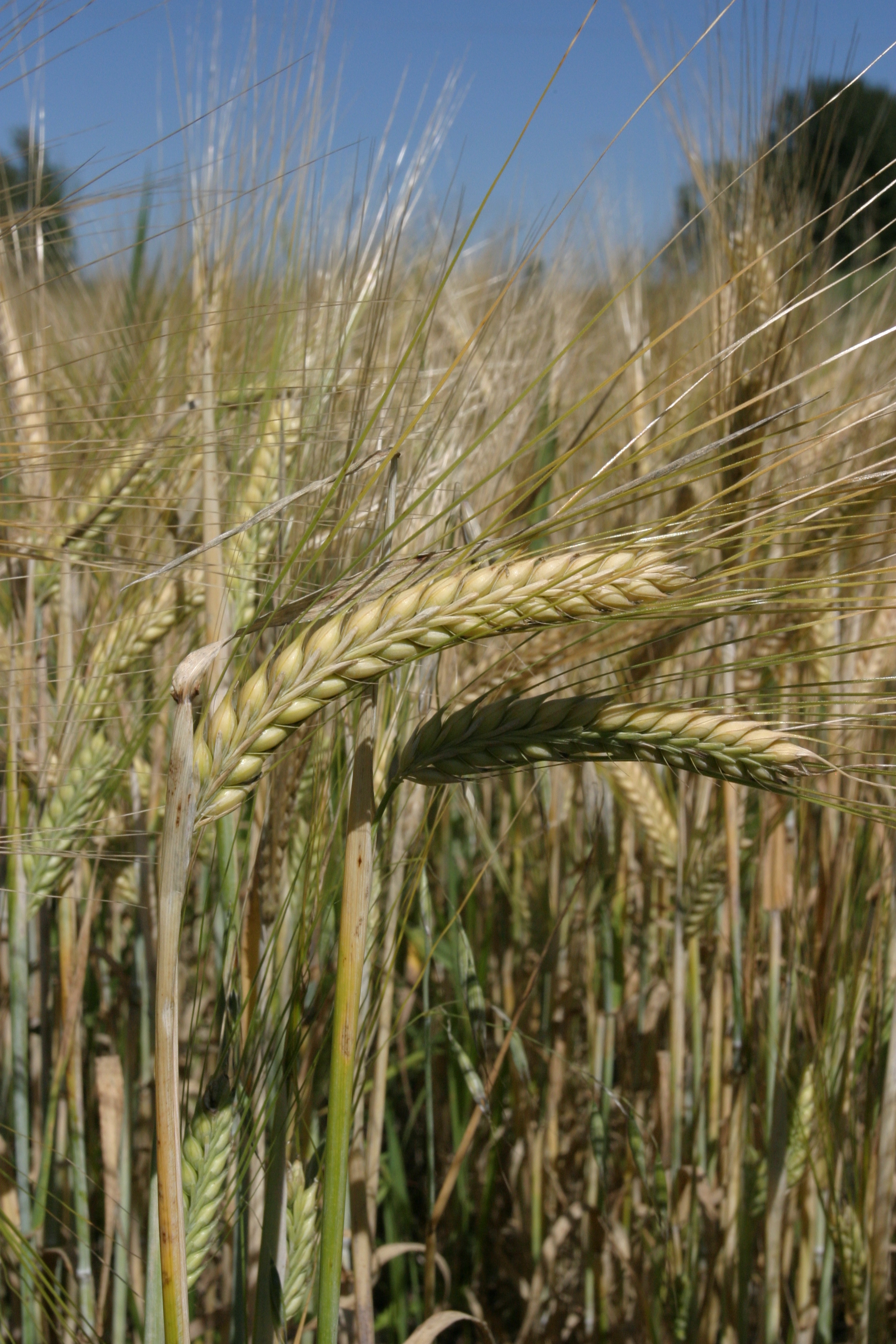 Wheat Ready to harvest