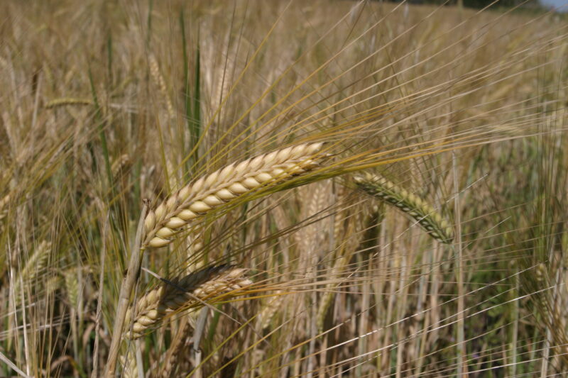 Wheat Ready to harvest — Closeup of ripe heads of wheat, ready for harvesting — Wheat, food, grains, harvest, harvesting