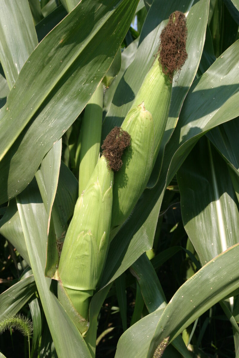 Corn on the Stock — Corn, ready to harvest — Corn, food, harvest, grains