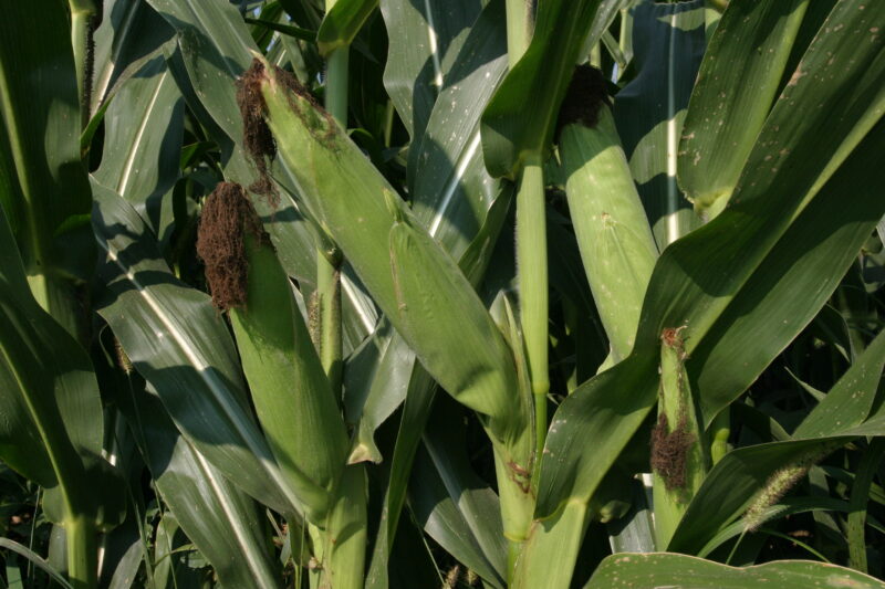 Corn on the Stock — Corn, ready to harvest — Corn, food, harvest, grains