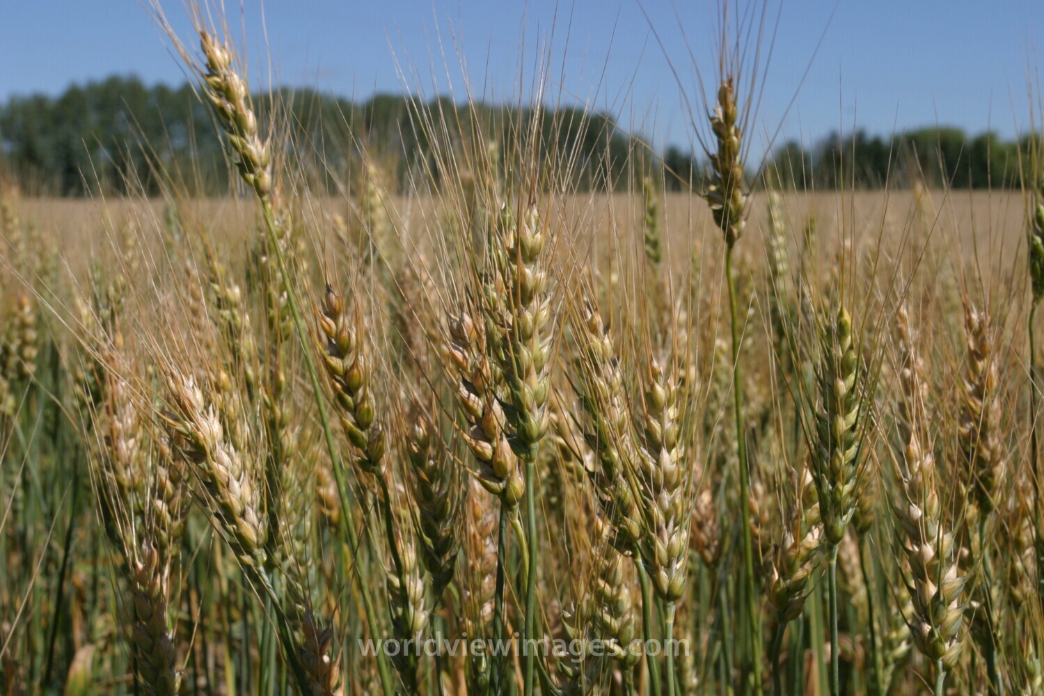 Wheat Ready to harvest