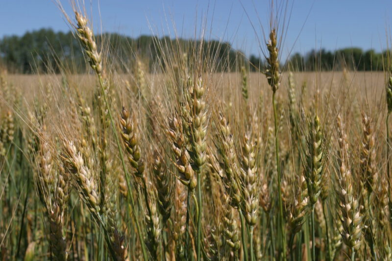 Wheat Ready to harvest — Closeup of ripe heads of wheat, ready for harvesting — Wheat, food, grains, harvest, harvesting
