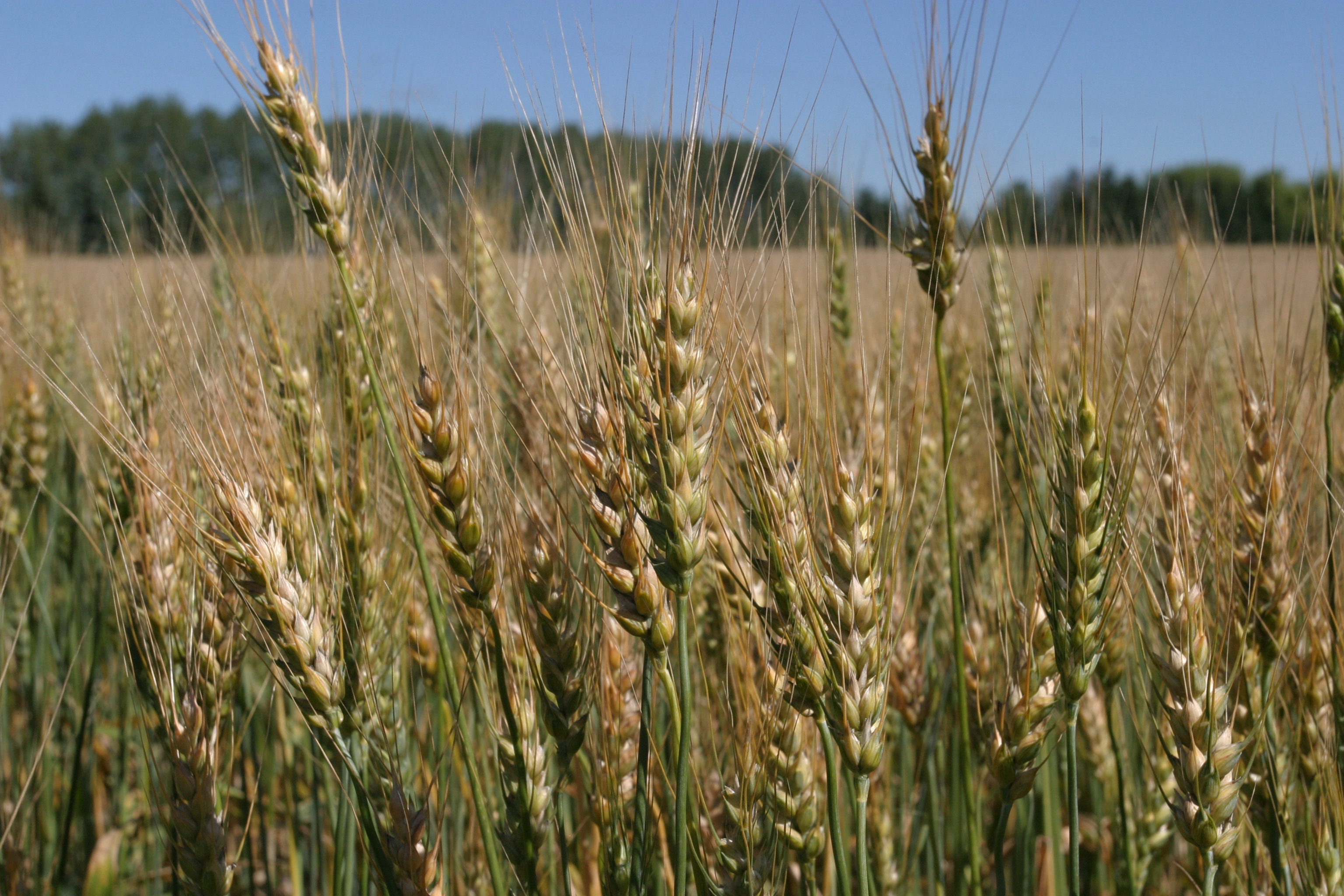 Wheat Ready to harvest