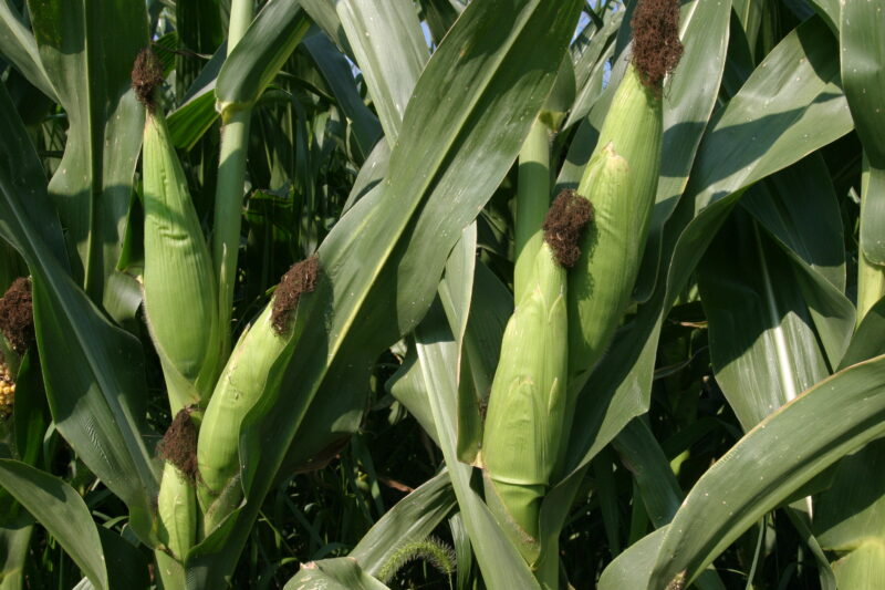Corn on the Stock — Corn, ready to harvest — Corn, food, harvest, grains