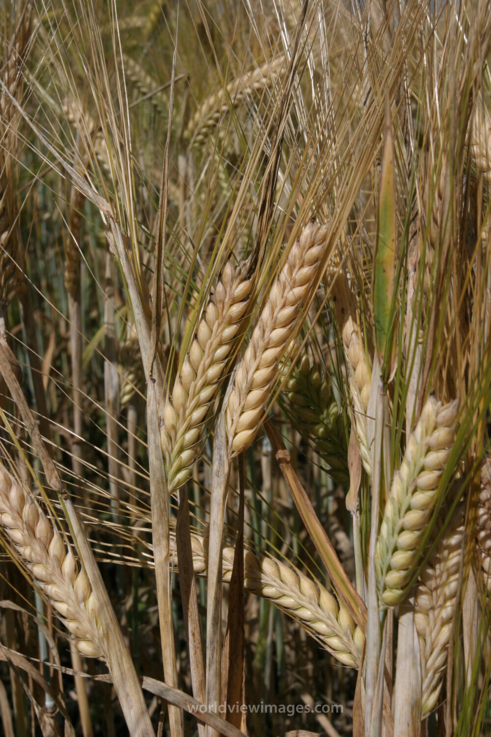 Wheat Ready to harvest