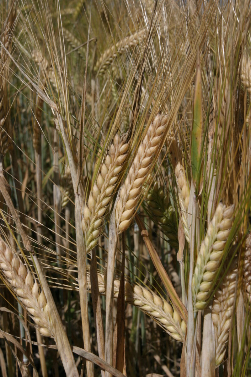 Wheat Ready to harvest — Closeup of ripe heads of wheat, ready for harvesting — Wheat, food, grains, harvest, harvesting