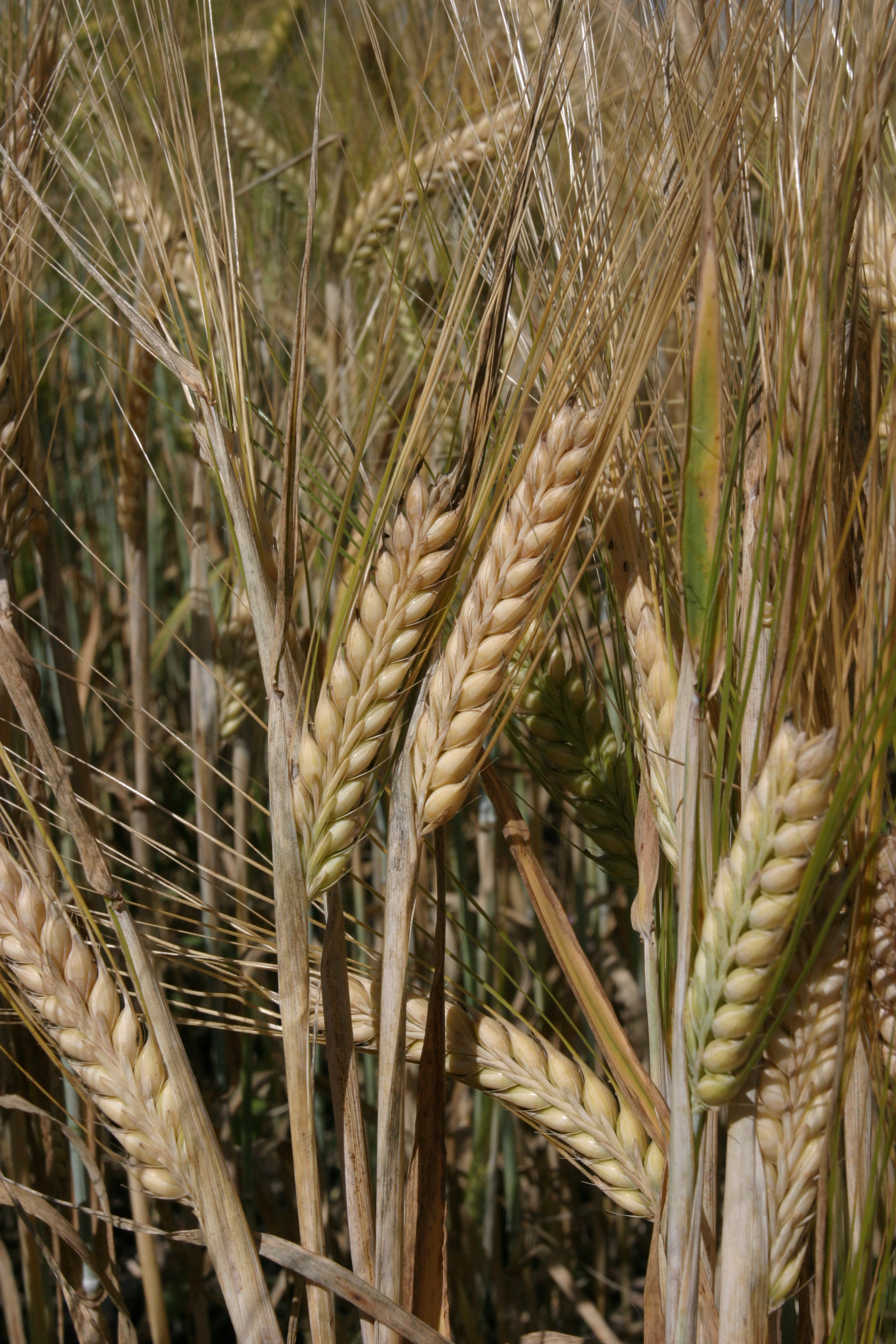 Wheat Ready to harvest