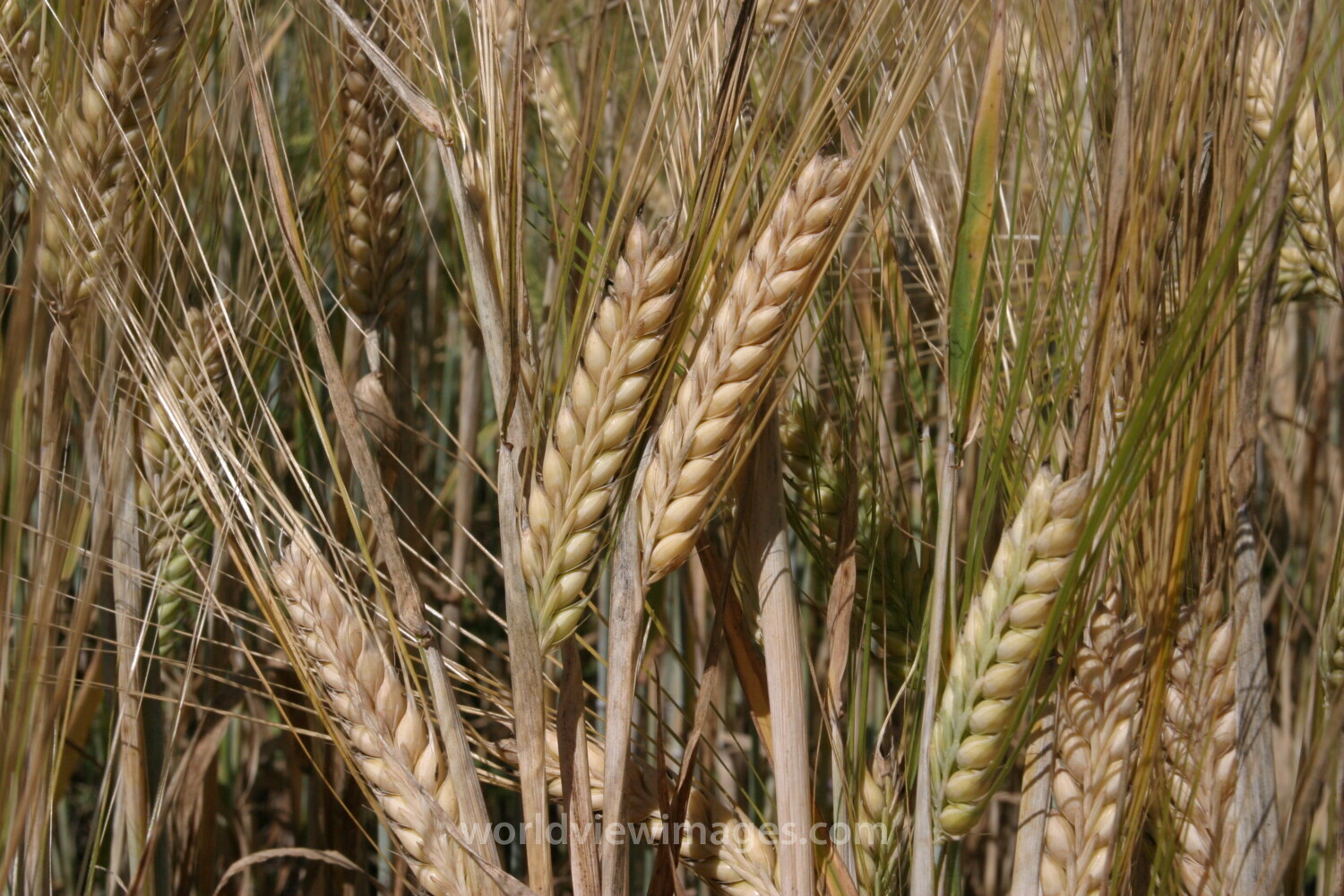 Wheat Ready to harvest