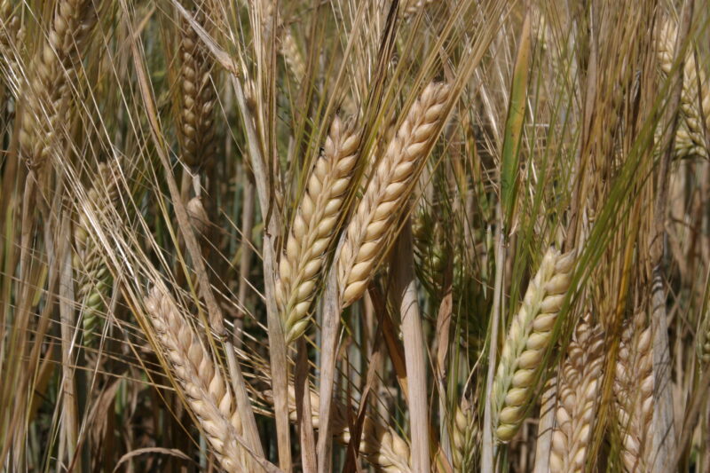 Wheat Ready to harvest — Closeup of ripe heads of wheat, ready for harvesting — Wheat, food, grains, harvest, harvesting