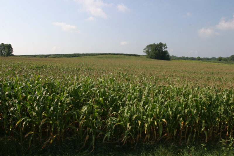 Fields of Corn — Corn fields, ready for harvesting — Canada, Scenic, Alberta, agriculture, food