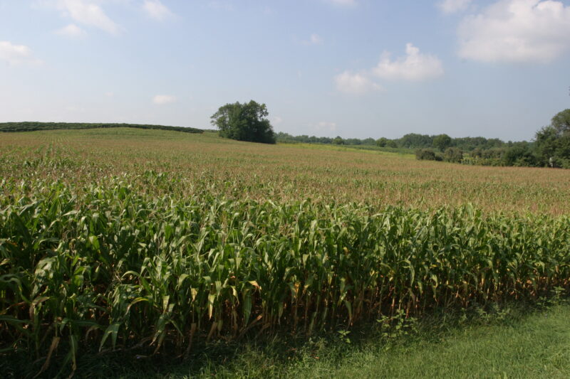 Fields of Corn — Corn fields, ready for harvesting — Canada, Scenic, Alberta, agriculture, food