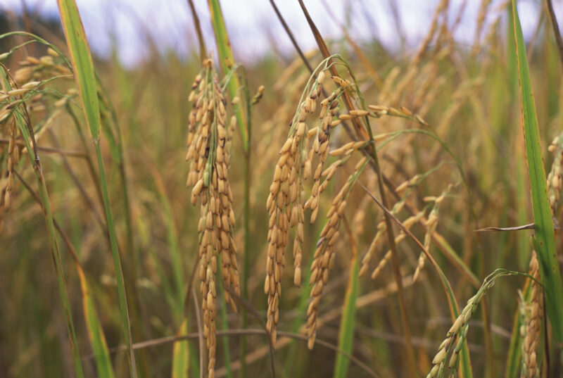 Rice Ready for Harvest — Rice, ready for th harvest — Rice, food, grains, harvest, harvesting