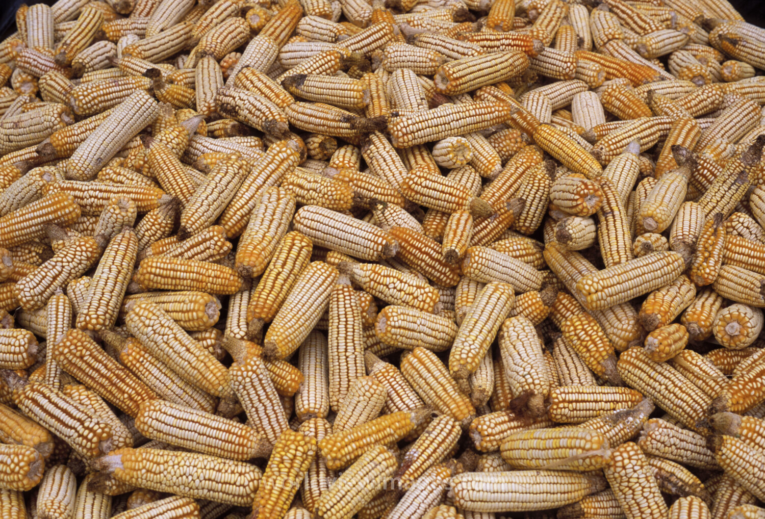 Maize