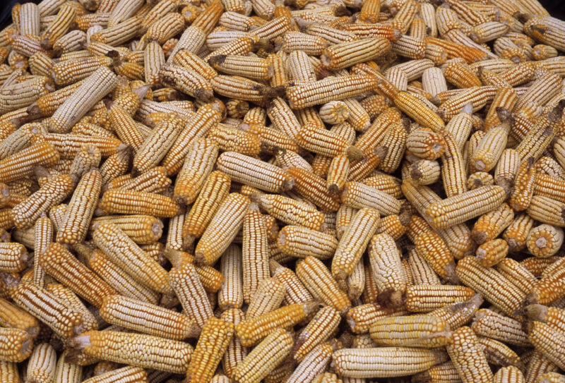 Maize — Corn, maize, cob, cobs, food