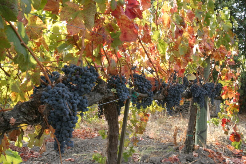 Napa Valley — United States, Napa valley, Napa, St. Helena