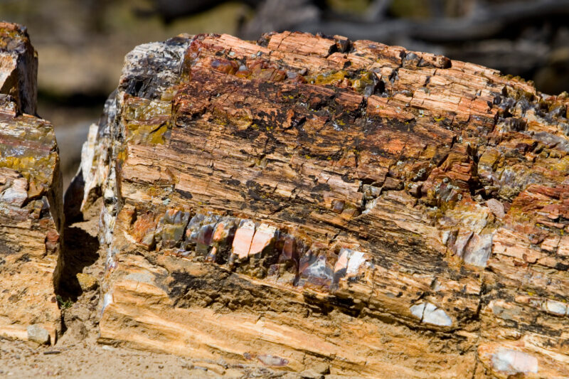 WVI_017820 — United States, Escalante, Escalante State Park, Geology, Petrified Wood