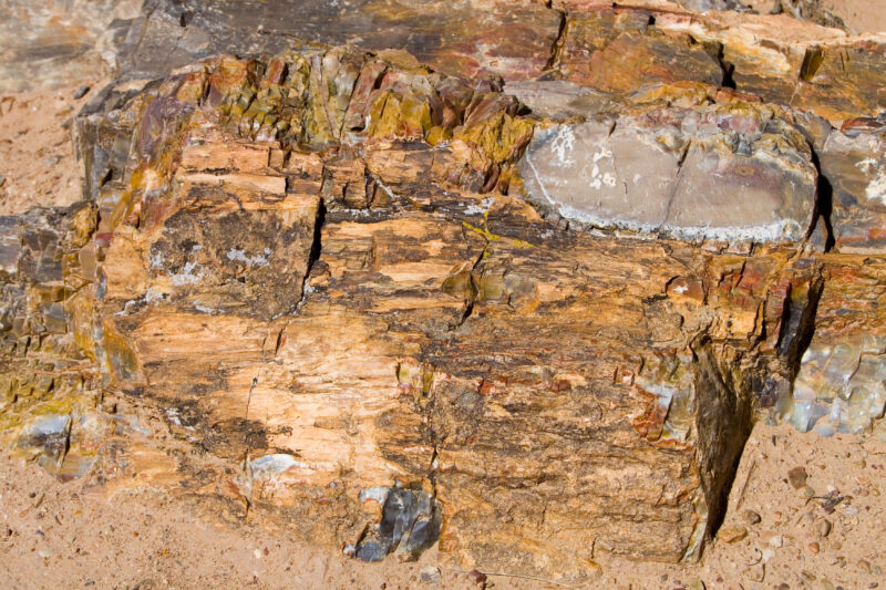WVI_017824 — United States, Escalante, Escalante State Park, Geology, Petrified Wood