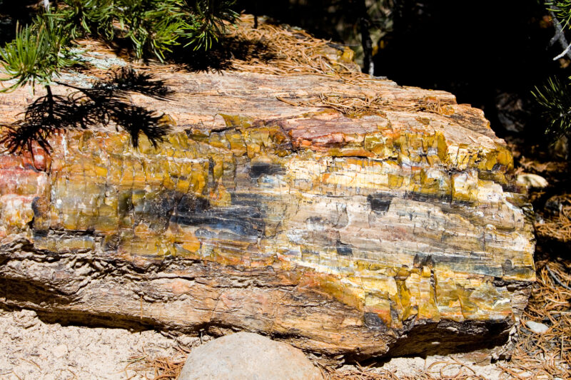 WVI_017828 — United States, Escalante, Escalante State Park, Geology, Petrified Wood