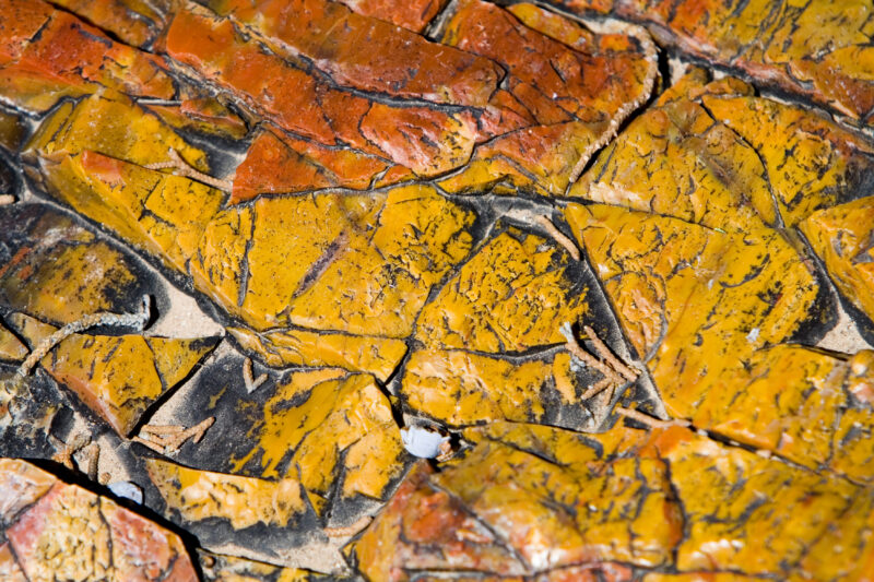 WVI_017833 — United States, Escalante, Escalante State Park, Geology, Petrified Wood