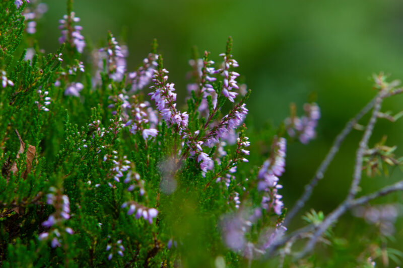 Photo: Heather — Norway, Scenic