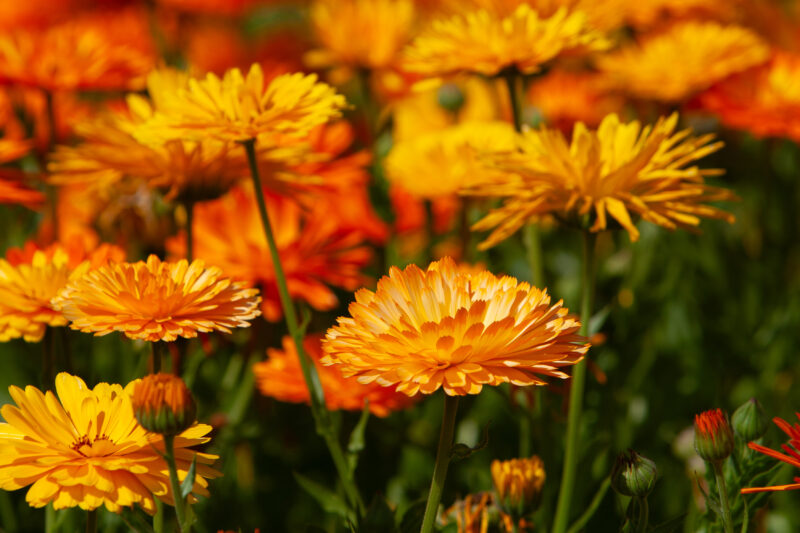 Mums — Norway, Scenic, mums, flowers, flura