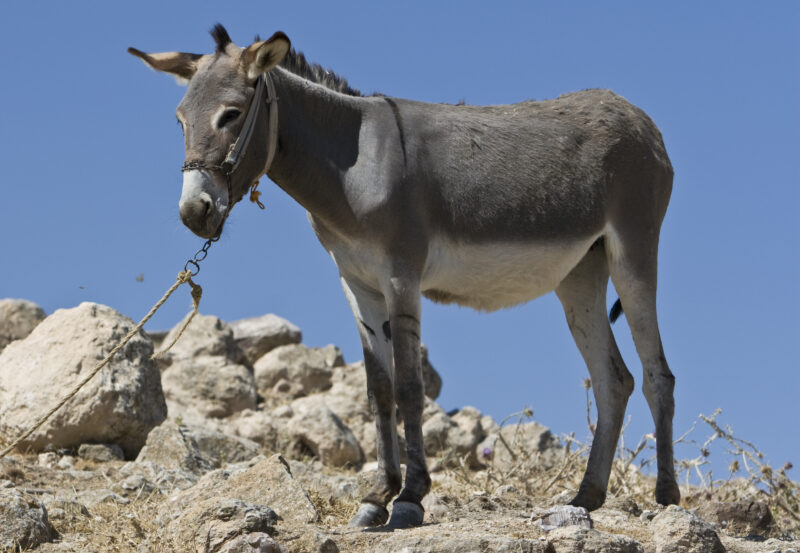 Donkey in Jordan — The Donkey is still a means of transport in Jordan — Jordan, donkey, mule, burrow, ass