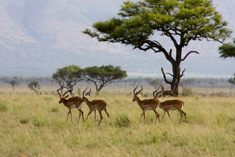 Antelope in Kenya — Africa, Kenya, Safari, Game Park, Animals