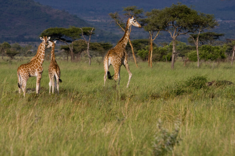 Giraffes in Kenya — Giraffes at a game park in Kenya, Africa — Africa, Kenya, game, game park, giraffe
