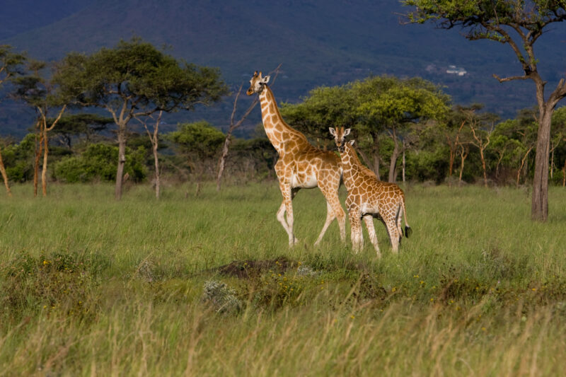 Giraffes in Kenya — Giraffes at a game park in Kenya, Africa — Africa, Kenya, game, game park, giraffe