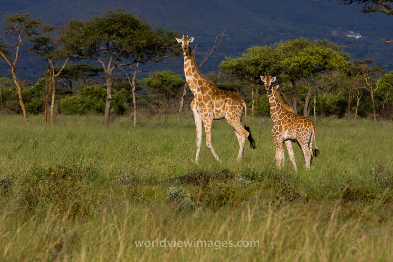 Giraffes in Kenya