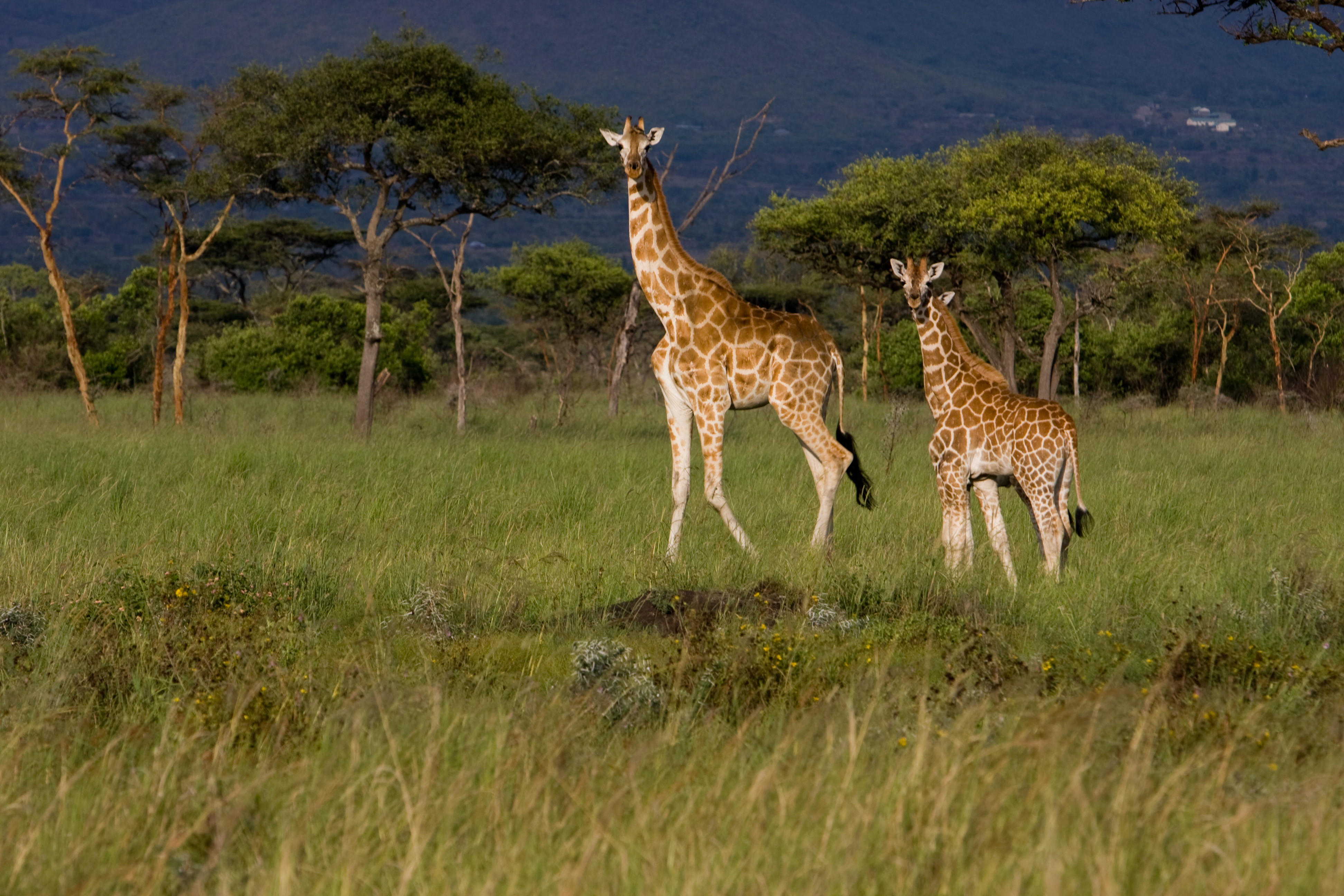 Giraffes in Kenya