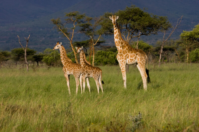 Giraffes in Kenya — Giraffes at a game park in Kenya, Africa — Africa, Kenya, game, game park, giraffe