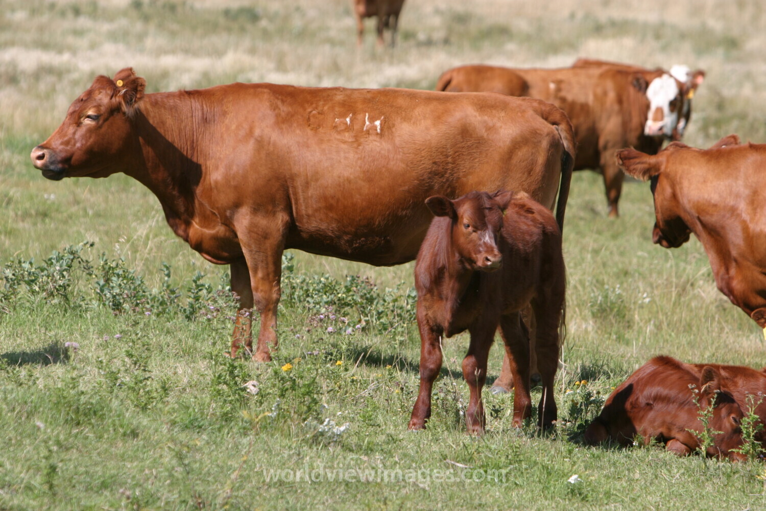 Beef Cattle in Canada