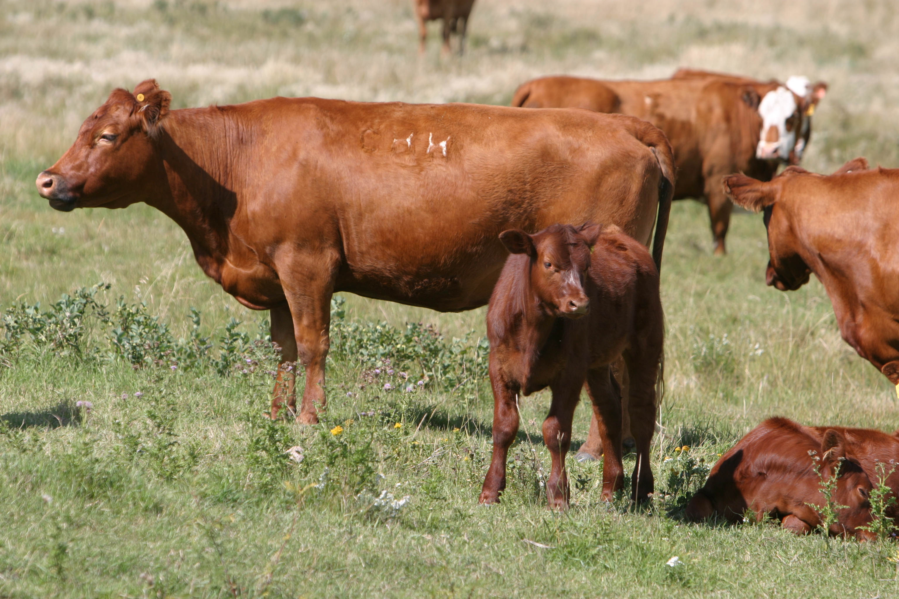 Beef Cattle in Canada