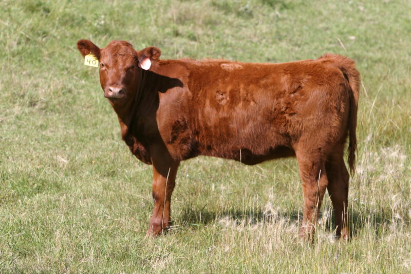 Beef Cattle in Canada — Beef cattle in Central Alberta, Canada — Canada, Alberta, cow, cows, cattle