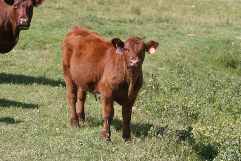 Beef Cattle in Canada — Beef cattle in Central Alberta, Canada — Canada, Alberta, cow, cows, cattle