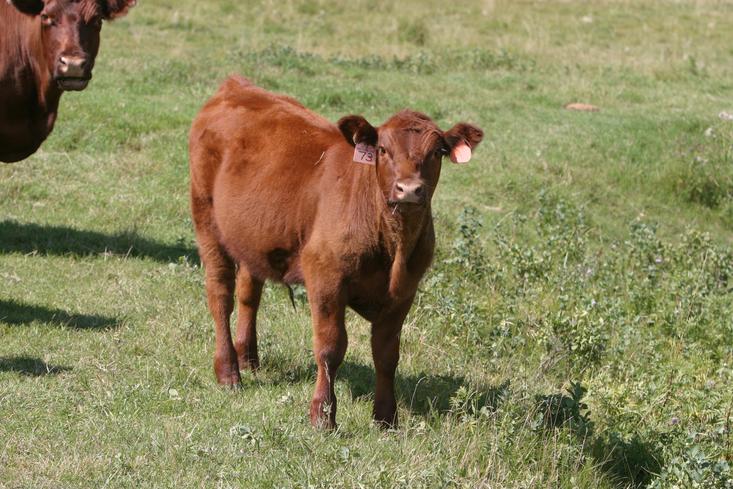 Beef Cattle in Canada