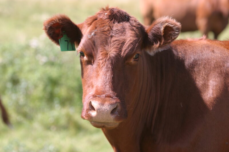 Beef Cattle in Canada — Beef cattle in Central Alberta, Canada — Canada, Alberta, cow, cows, cattle