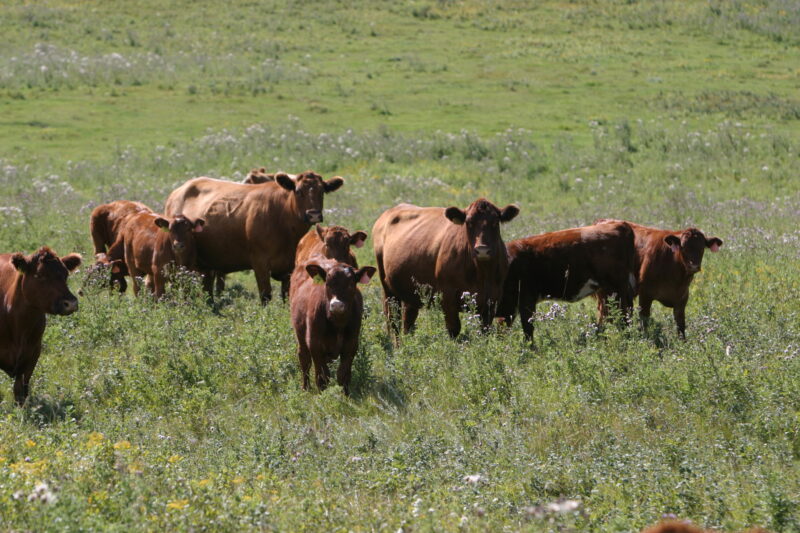 Beef Cattle in Canada — Beef cattle in Central Alberta, Canada — Canada, Alberta, cow, cows, cattle