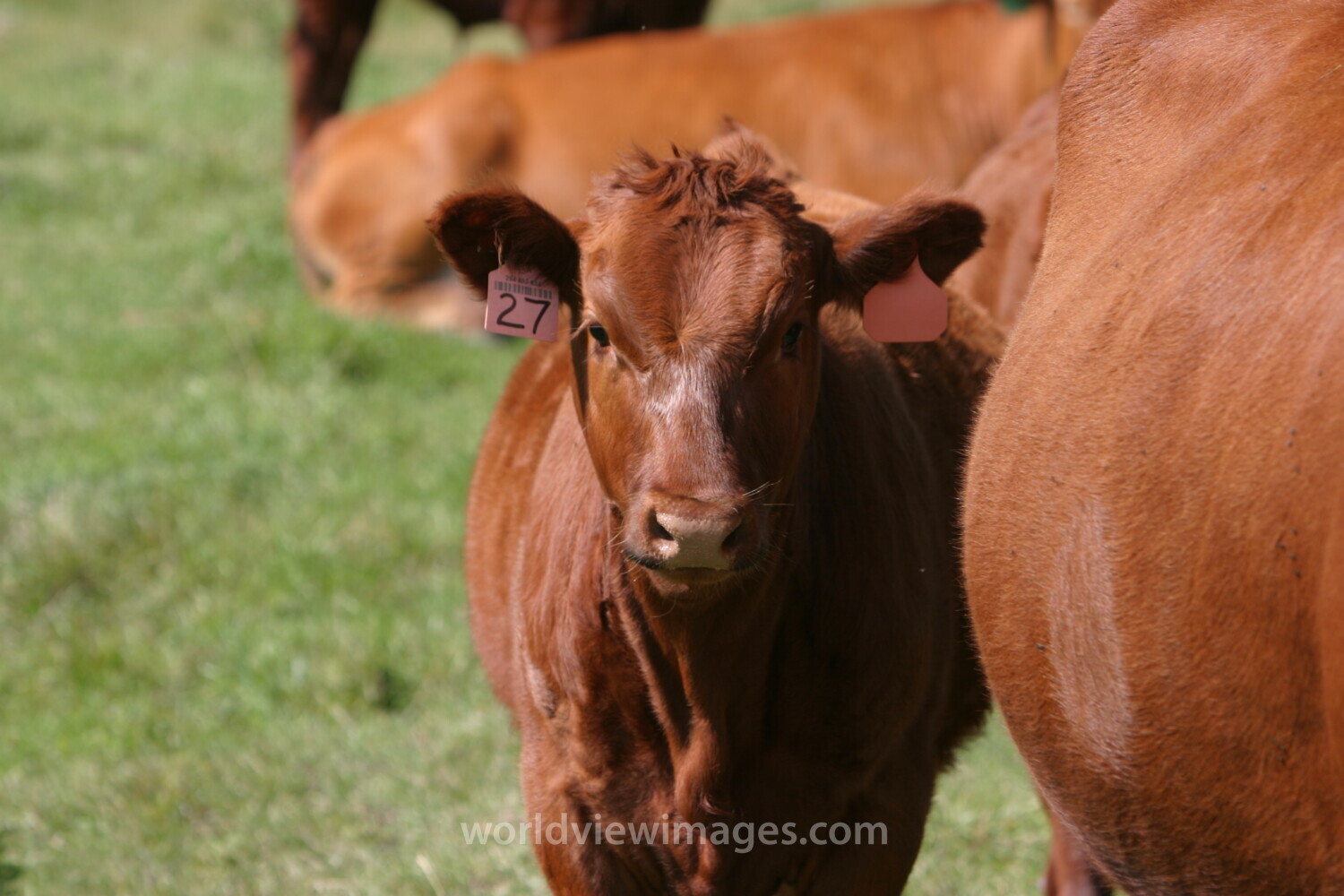 Beef Cattle in Canada